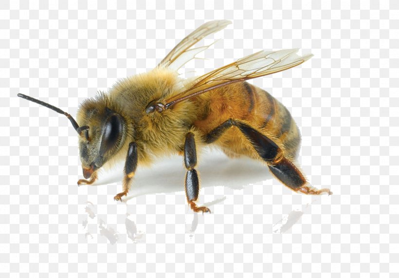 European Dark Bee Carniolan Honey Bee Italian Bee Pest Control, PNG, 1664x1160px, Bee, Africanized Bee, Arthropod, Bee Pollen, Beekeeper Download Free