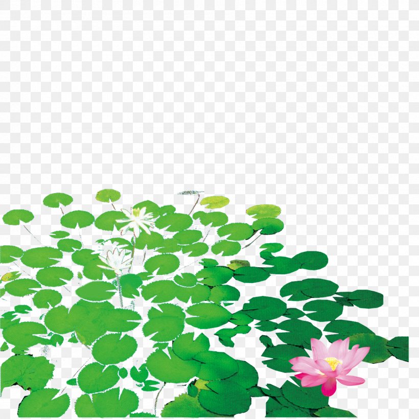Nelumbo Nucifera, PNG, 1800x1800px, Nelumbo Nucifera, Drawing, Flora, Flower, Flowering Plant Download Free