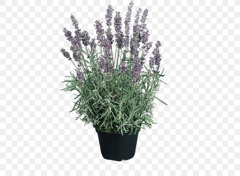 English Lavender Hidcote Manor Garden Perennial Plant Seed Flower, PNG, 600x600px, English Lavender, Blue, Cut Flowers, Flower, Flower Garden Download Free