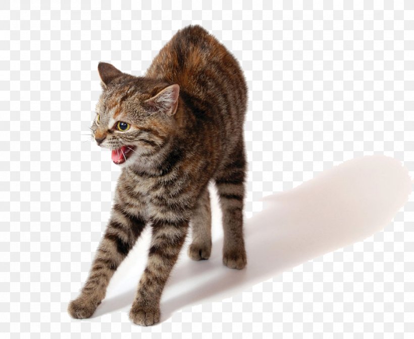 Grumpy Cat Kitten Growling Pet, PNG, 986x810px, Watercolor, Cartoon, Flower, Frame, Heart Download Free