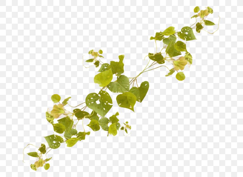Plant Vine Download Tree, PNG, 700x597px, Plant, Branch, Conifers, Grass, Gratis Download Free