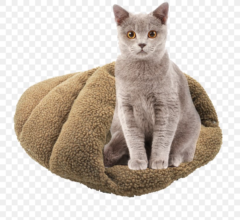 Cat Kitten Dog Nightstand Bed, PNG, 750x750px, Cat, Asian, Australian Mist, Bed, British Shorthair Download Free