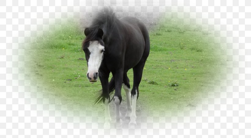 Foal Mustang Stallion Mane Overo, PNG, 800x450px, Foal, Black, Bridle, Colt, Cream Locus Download Free