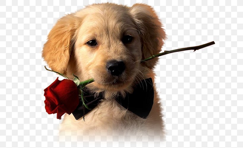 Golden Retriever Puppy Labrador Retriever Pet, PNG, 640x502px, Golden Retriever, Animal, Carnivoran, Companion Dog, Cuteness Download Free
