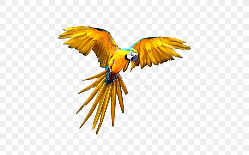 Parrot Budgerigar Flight, PNG, 512x512px, Parrot, Beak, Bird, Bird Flight, Budgerigar Download Free