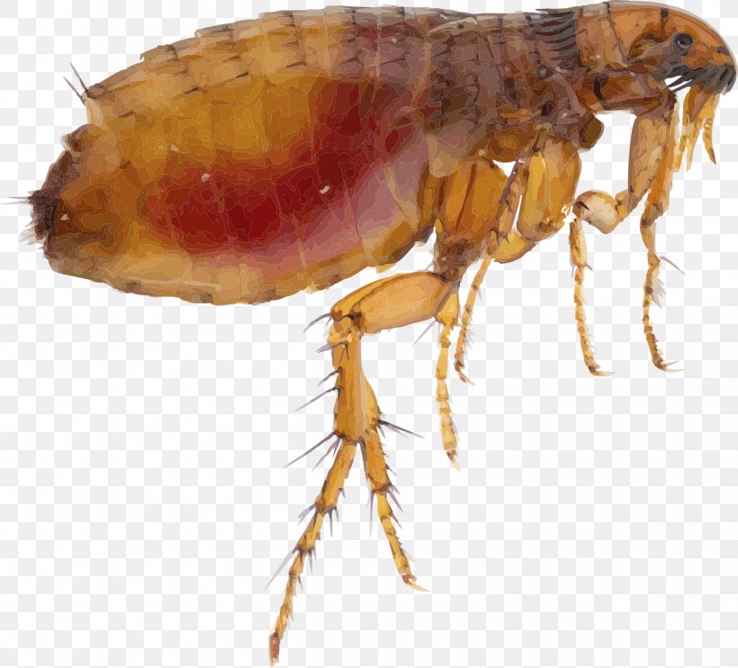 Cat Flea Allergy Dermatitis Dog Animal Bite, PNG, 1250x1132px, Insect, Arthropod, Bed Bug, Bed Bug Bite, Cockroach Download Free