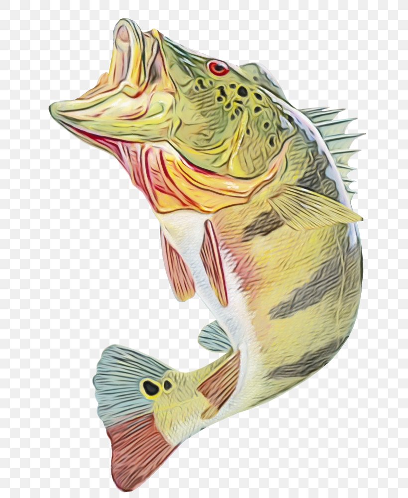 Fish Bass Fish Cichla Northern Largemouth Bass, PNG, 742x1000px, Watercolor, Bass, Bonyfish, Cichla, Fish Download Free