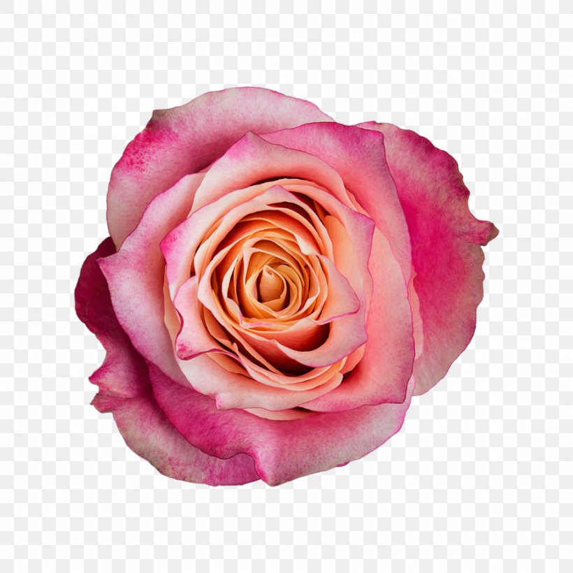 Garden Roses Cabbage Rose Floribunda Cut Flowers Pink, PNG, 900x900px, 3d Film, Garden Roses, Athena, Cabbage Rose, Cut Flowers Download Free
