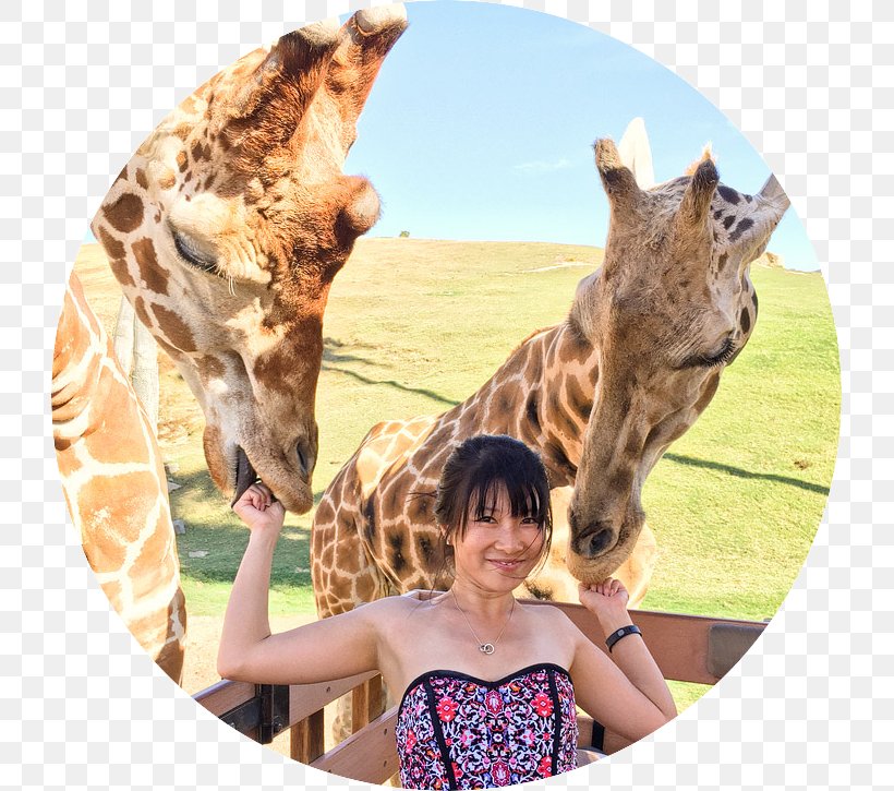 San Diego Zoo Safari Park Giraffe Travel, PNG, 725x725px, San Diego Zoo Safari Park, Adventure, Beach, Fauna, Giraffe Download Free