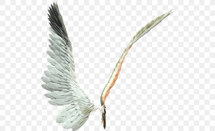 Wing, PNG, 513x500px, Wing, Aile, Ala, Animation, Beak Download Free