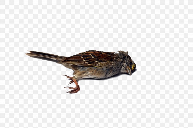Wren Bird Sparrow Beak Blue Jay, PNG, 6600x4371px, Wren, Beak, Bird, Bird Of Prey, Blue Jay Download Free