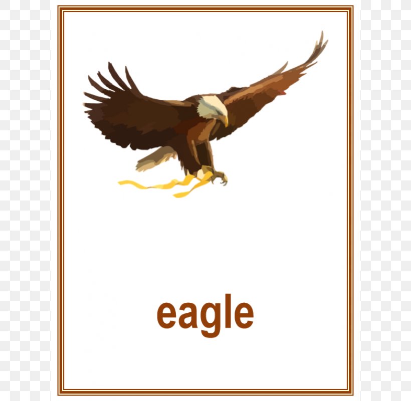 Bald Eagle Bird United States Of America Clip Art, PNG, 800x800px, Bald Eagle, Accipitriformes, Animal, Beak, Bird Download Free
