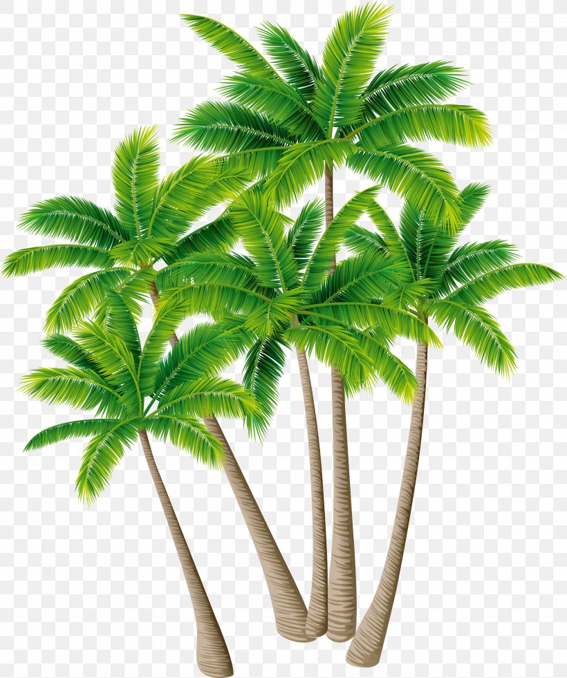 Coconut Tree Arecaceae Download, PNG, 2230x2669px, Coconut, Arecaceae, Arecales, Flowerpot, Hemp Download Free