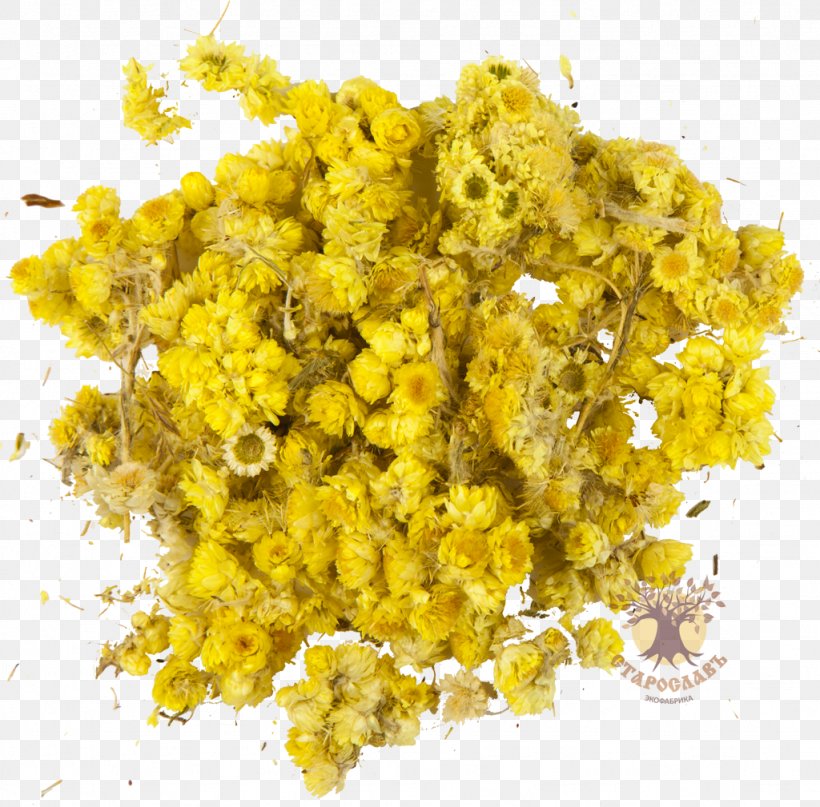 Helichrysum Arenarium Turmeric Yellow Herb Dye, PNG, 1024x1009px, Helichrysum Arenarium, Color, Dye, Everlasting Flowers, Herb Download Free
