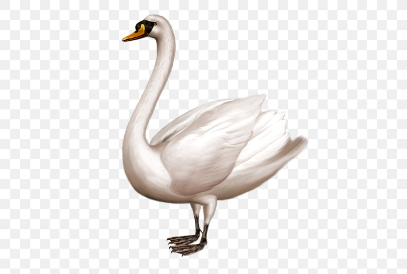 Mute Swan Clip Art, PNG, 458x551px, Mute Swan, Beak, Bird, Cygnini, Ducks Geese And Swans Download Free