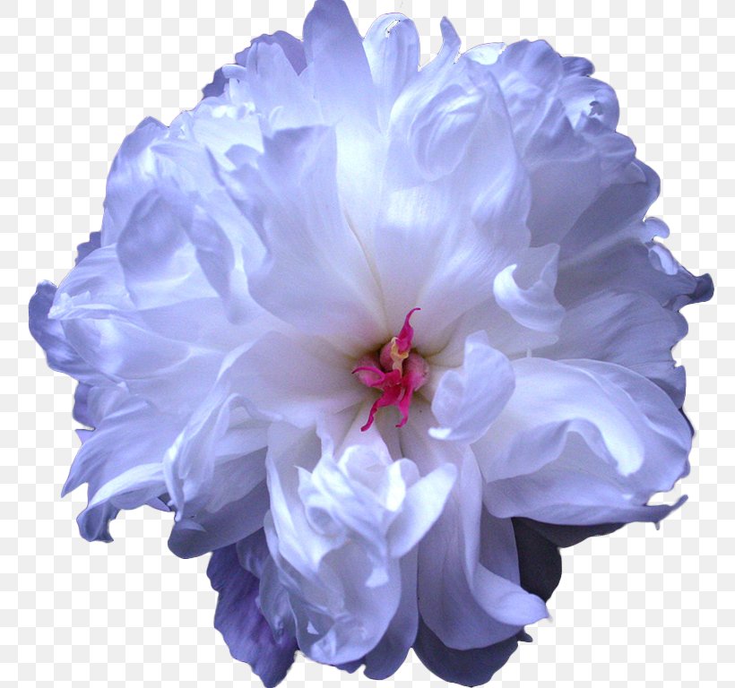 Peony Cut Flowers Blue Flower Bouquet, PNG, 791x768px, Peony, Artificial Flower, Blue, Cut Flowers, Flower Download Free