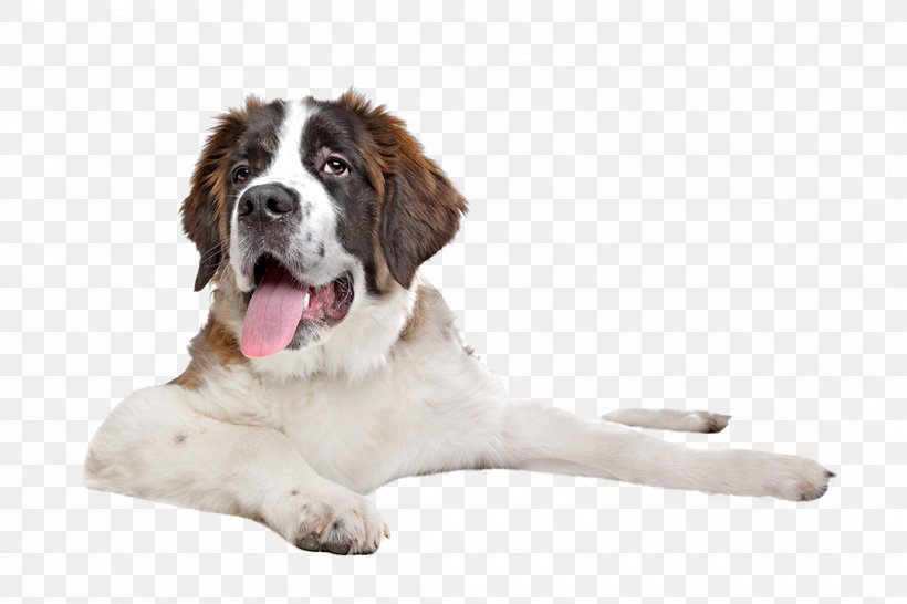 St. Bernard Puppy Great Dane English Mastiff Stock Photography, PNG, 1080x720px, St Bernard, Animal, Breed, Companion Dog, Dog Download Free