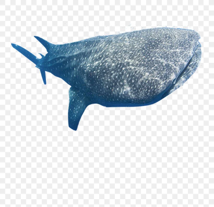 Whale Shark Marine Mammal Fish, PNG, 734x790px, Shark, Basking Shark, Cetacea, Dolphin, Fauna Download Free