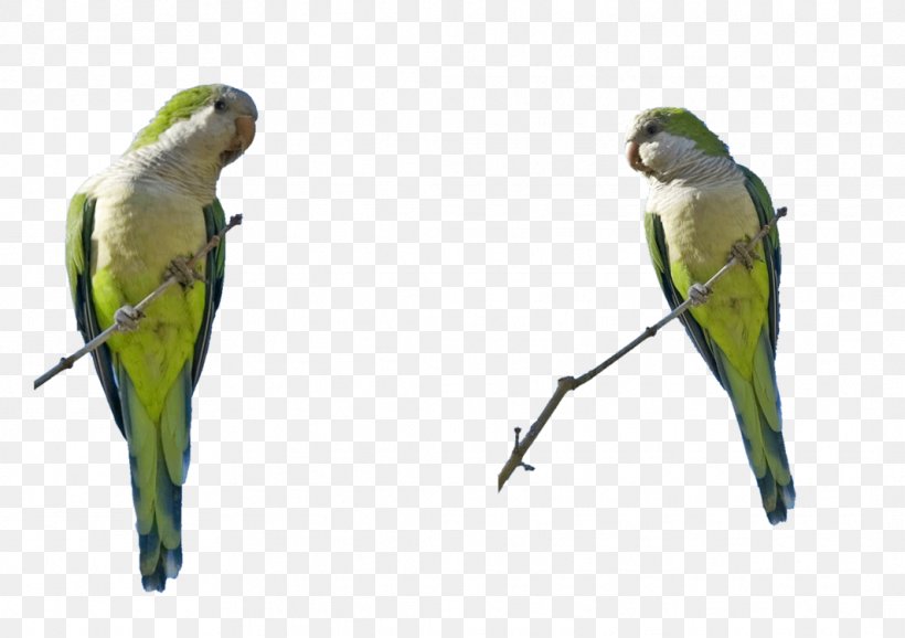 Budgerigar Lovebird Parakeet Macaw Art, PNG, 1064x751px, Budgerigar, Art, Artist, Beak, Bird Download Free