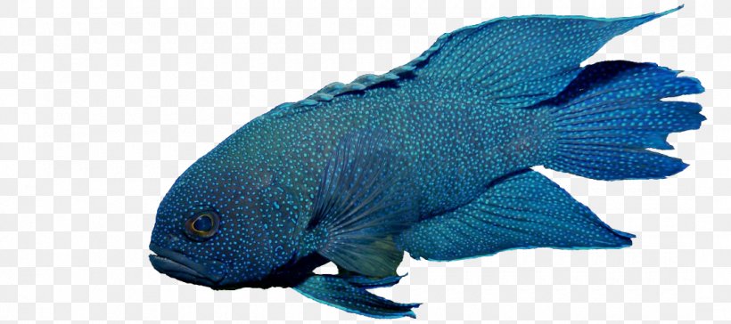 Fish Paraplesiops Bleekeri Blue-green Chromis Anthiadinae Aquarium, PNG, 1080x480px, Fish, Animal Figure, Anthiadinae, Aquarium, Banggai Cardinalfish Download Free