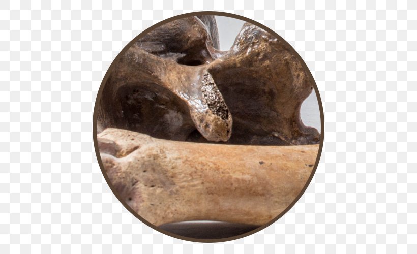 Artifact Fossil Shark Tooth Mammoth Ammonites, PNG, 500x500px, Artifact, Ammonites, Bison, Bone, Fossil Download Free