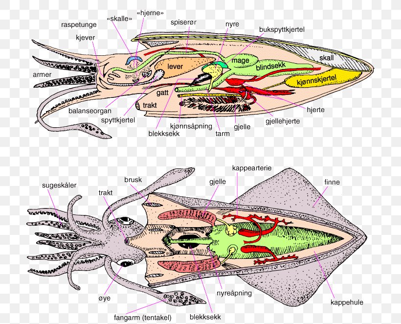 Cephalopod European Flying Squid Loligo Octopus Decapodiformes, PNG, 720x662px, Cephalopod, Anatomy, Automotive Design, Beak, Boat Download Free