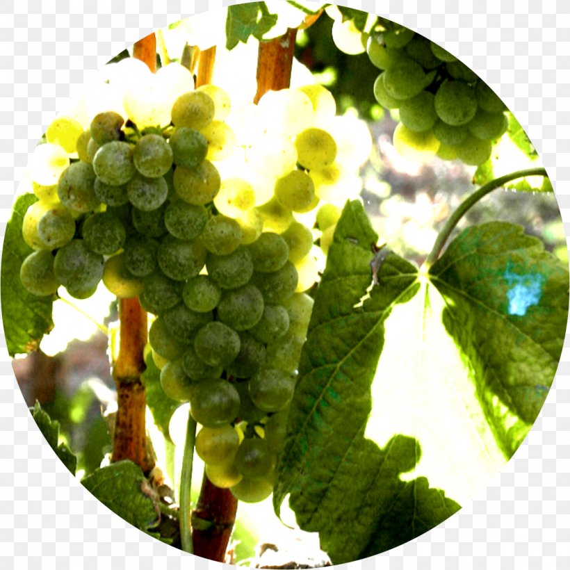 Grape Albariño Alicante Bouschet Wine Tempranillo, PNG, 1114x1114px, Grape, Caste, Common Grape Vine, Flowering Plant, Food Download Free