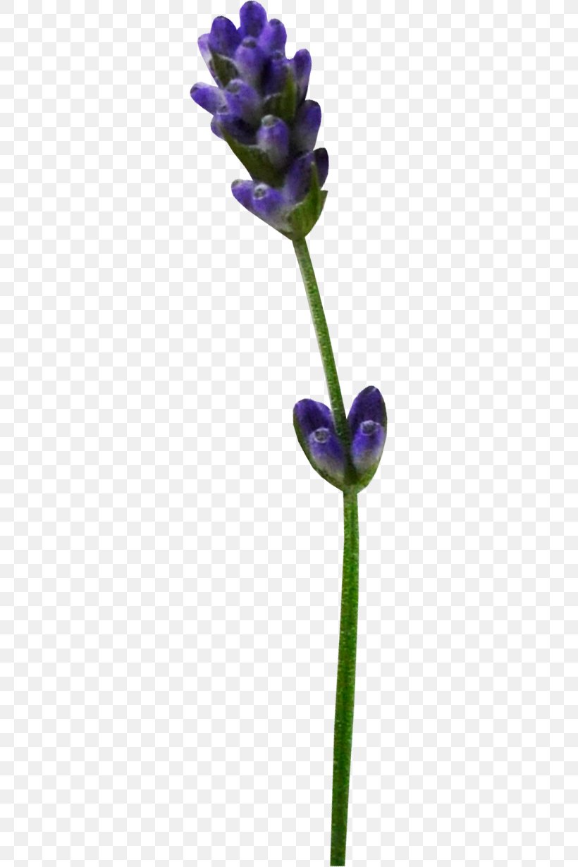 Lavender Violet Clip Art, PNG, 283x1230px, Lavender, Flora, Flower, Flowering Plant, Leaf Download Free