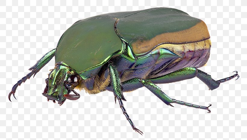 Orange County Mosquito And Vector Control District Dung Beetle Scarabs, PNG, 800x466px, Mosquito, Arthropod, Beetle, Disease, Dung Beetle Download Free