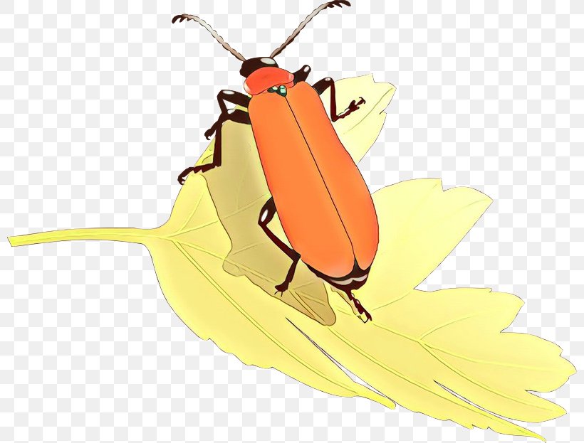 Insect Yellow Beetle Blister Beetles Bug, PNG, 800x623px, Cartoon, Beetle, Blister Beetles, Bug, Cockroach Download Free