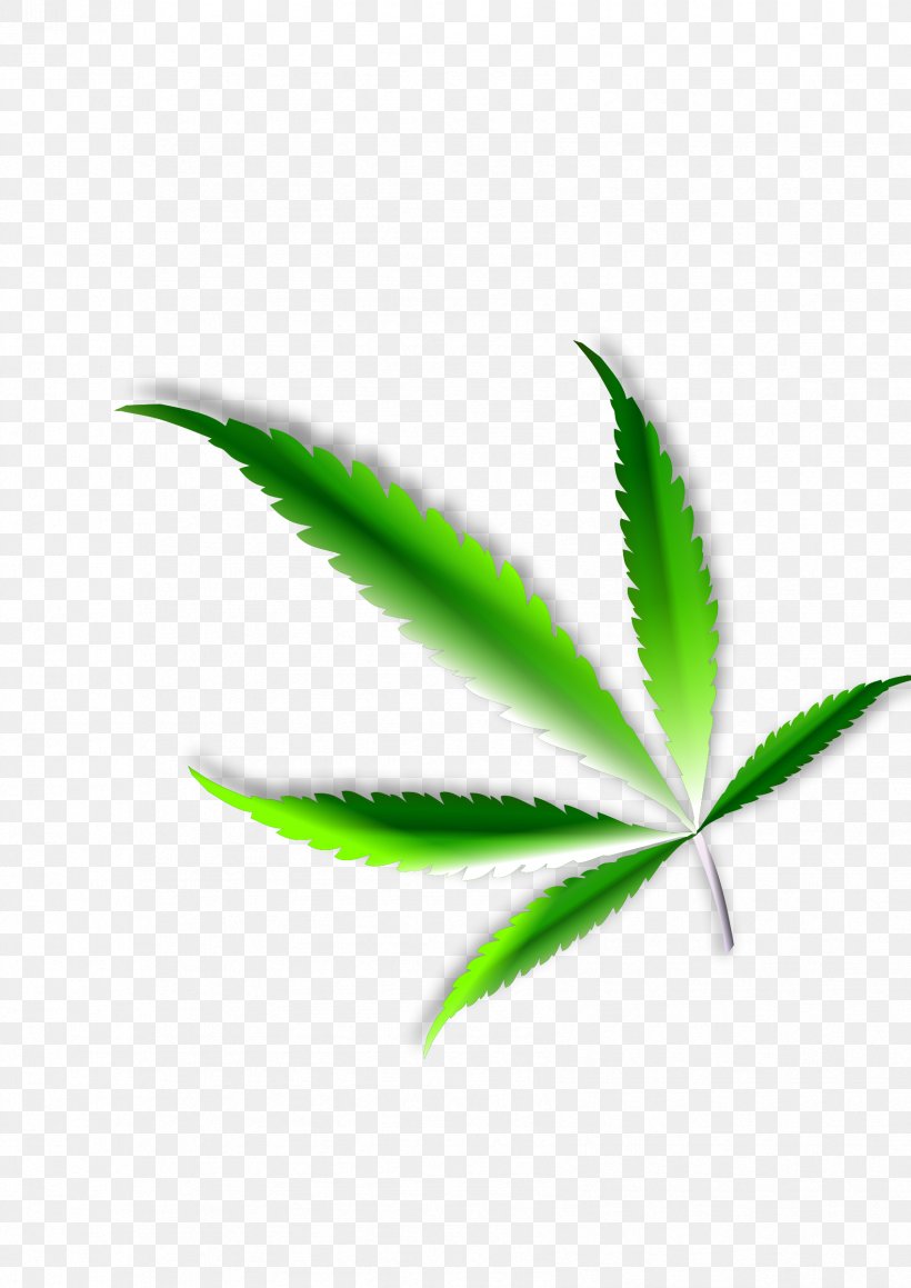 Medical Cannabis Leaf Hemp Clip Art, PNG, 1697x2400px, Cannabis, Cannabinoid, Cannabis Consumption, Cannabis Sativa, Cannabis Smoking Download Free