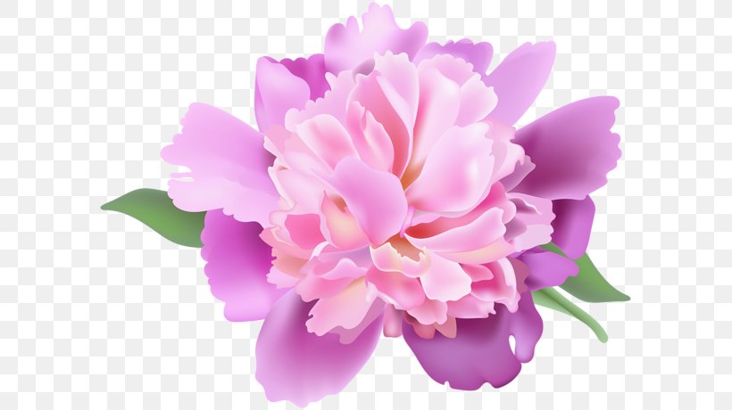 Peony Clip Art, PNG, 600x460px, Peony, Blossom, Cattleya, Cut Flowers, Floral Design Download Free