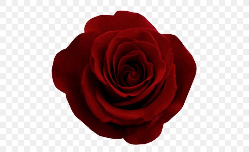 Rose Clip Art, PNG, 500x500px, Rose, China Rose, Cut Flowers, Floribunda, Flower Download Free