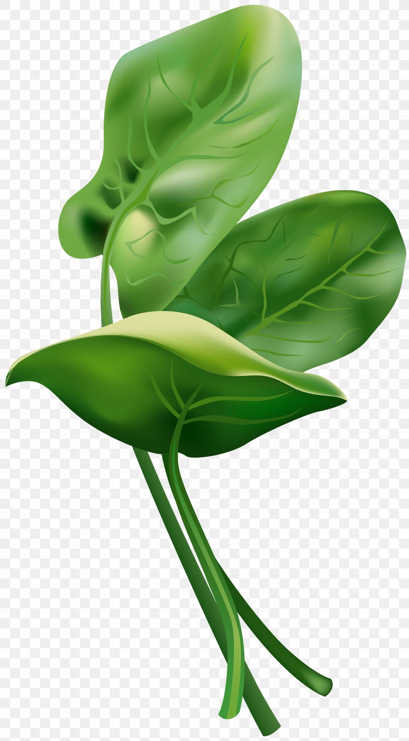 Spinach Clip Art, PNG, 4414x8000px, Spinach, Flower, Green, Komatsuna, Leaf Download Free