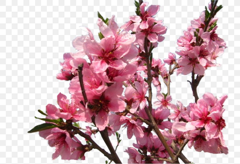 Cherry Blossom Prunus ST.AU.150 MIN.V.UNC.NR AD Cherries, PNG, 750x562px, Cherry Blossom, Blossom, Branch, Cherries, Flower Download Free