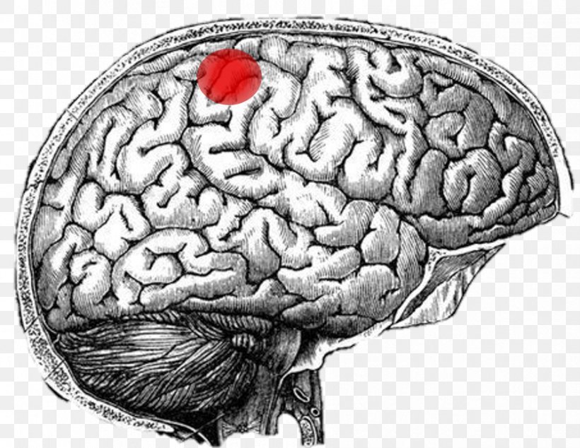 Human Anatomy Human Brain Mind, PNG, 893x691px, Watercolor, Cartoon, Flower, Frame, Heart Download Free