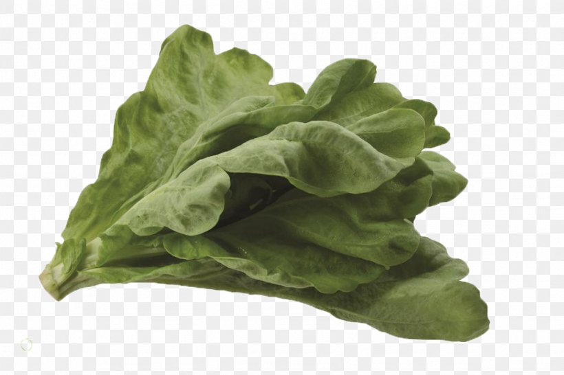 Romaine Lettuce Vegetable Cabbage, PNG, 1024x682px, Romaine Lettuce, Cabbage, Chard, Collard Greens, Food Download Free