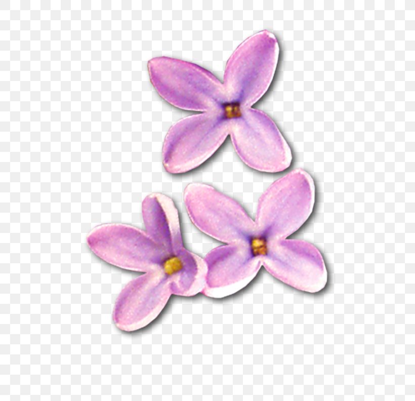 Download Lilac Clip Art, PNG, 800x792px, Lilac, Flower, Flowering Plant, Moth Orchid, Orchids Download Free