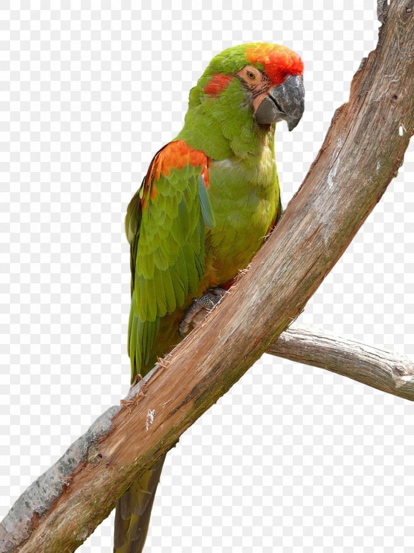 Lovebird, PNG, 960x1280px, Macaw, Beak, Lovebird, Parakeet Download Free
