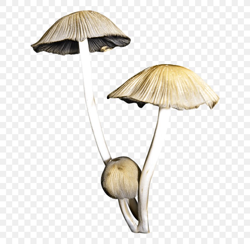 Person Cartoon, PNG, 688x800px, 2019, Fairy, Agaricaceae, Agaricomycetes, Beige Download Free