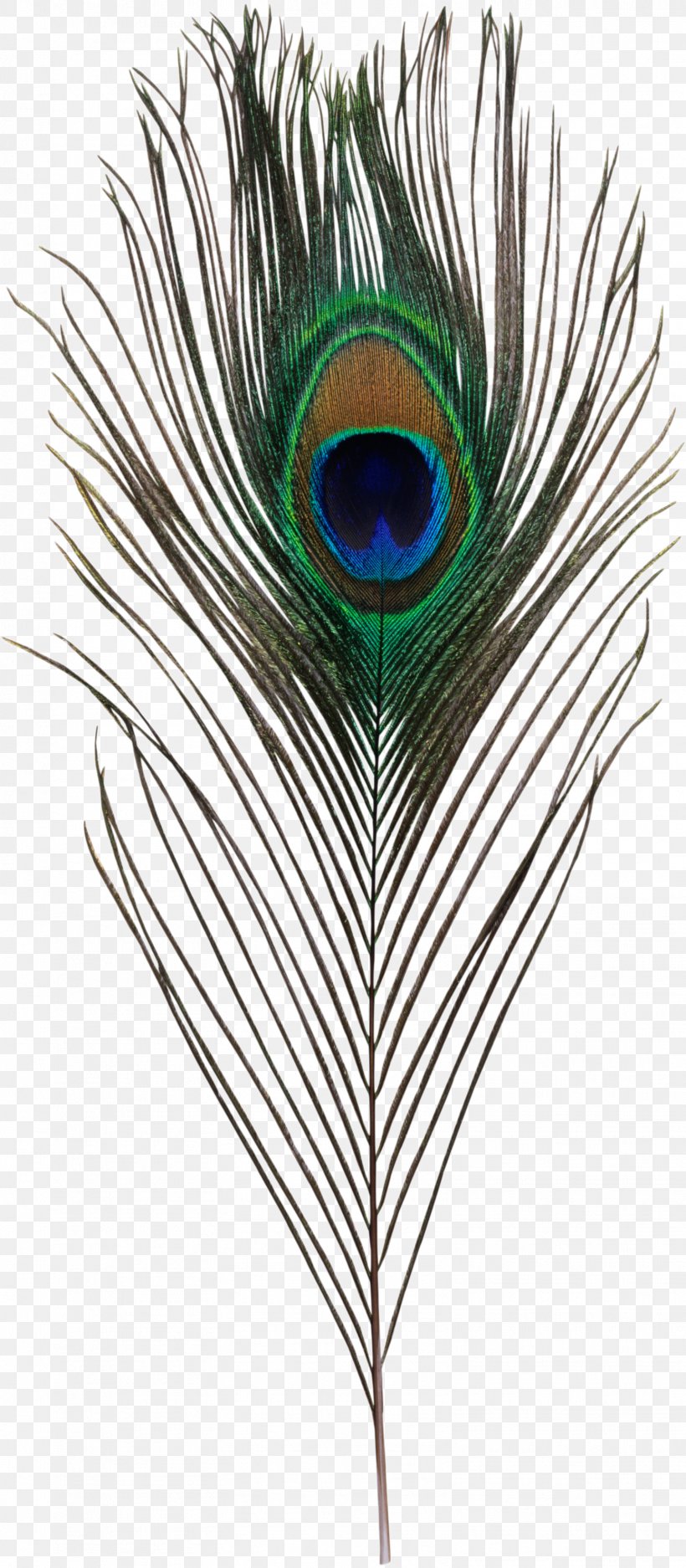 Bird Asiatic Peafowl Feather Simple Eye In Invertebrates, PNG, 1568x3584px, Bird, Asiatic Peafowl, Color, Eye, Eyespot Download Free