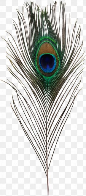 peacock feather with eye