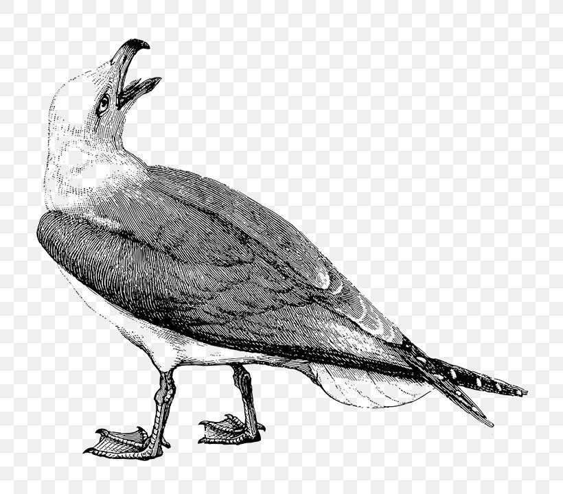 Gulls Outlook Annoyances, PNG, 720x720px, Gulls, Art, Art Museum, Beak, Bird Download Free