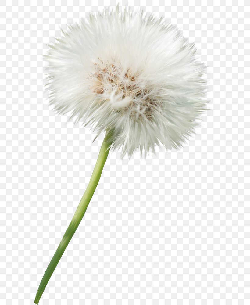 Dandelion Sow Thistles Clip Art, PNG, 595x1000px, Dandelion, Chemical Element, Daisy Family, Drawing, Flower Download Free