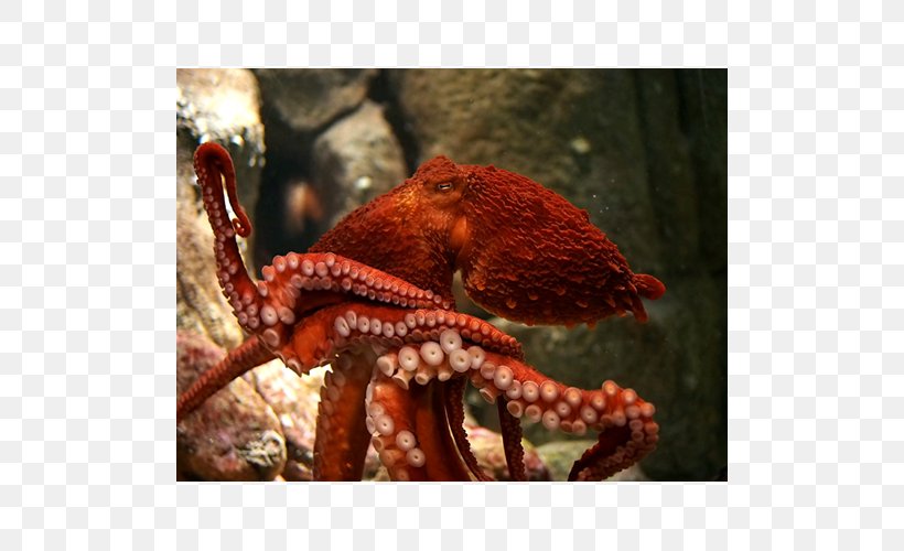 Giant Pacific Octopus Greater Blue-ringed Octopus Female Cephalopod, PNG, 500x500px, Octopus, Animal, Animal Source Foods, Blueringed Octopus, Cephalopod Download Free