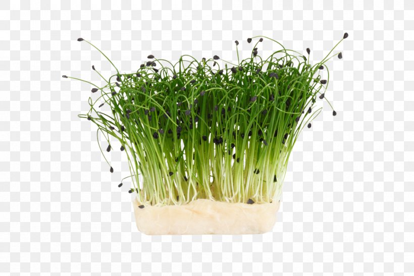 Herb Garden Cress Chives Sprouting Dill, PNG, 950x634px, Herb, Asparagus, Benih, Carrot, Chives Download Free