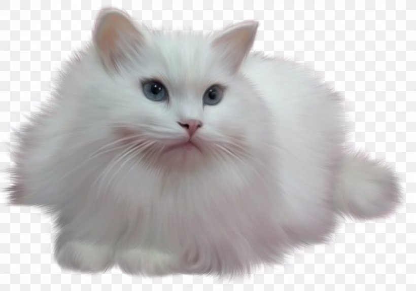Persian Cat Kitten, PNG, 1296x908px, Persian Cat, Asian Semi Longhair, Birman, Black Cat, British Semi Longhair Download Free