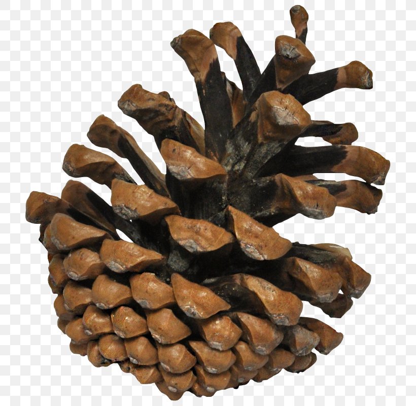 Pine Conifer Cone Cedar Clip Art, PNG, 740x800px, Pine, Branch, Cedar, Conifer Cone, Digital Image Download Free