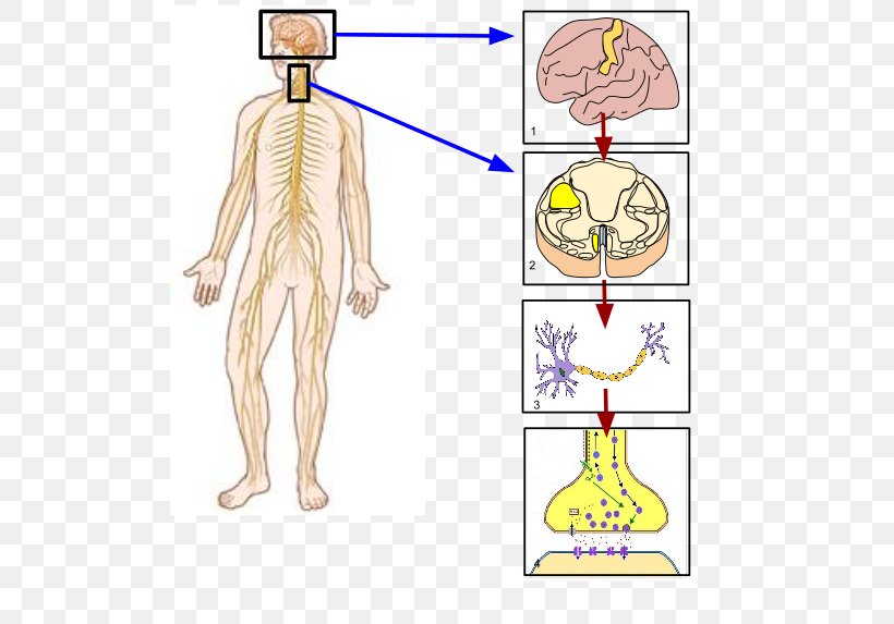 Somatic Nervous System Peripheral Nervous System Nerve Human Body, PNG, 512x573px, Watercolor, Cartoon, Flower, Frame, Heart Download Free