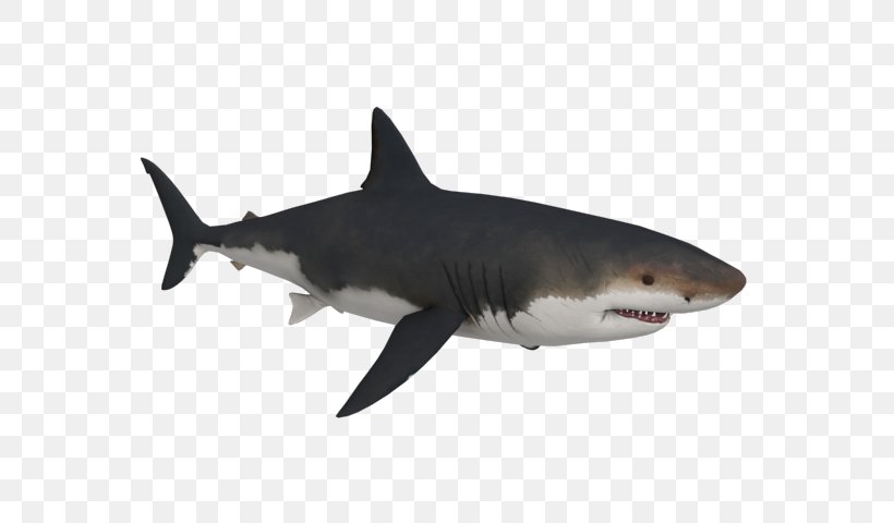 Tiger Shark Great White Shark Megalodon, PNG, 640x480px, Tiger Shark, Battlefield 4, Bull Shark, Carcharhiniformes, Carcharocles Angustidens Download Free